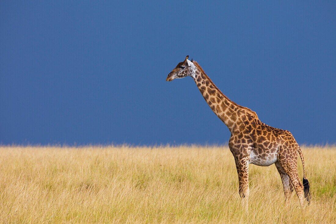 Masai giraffe (Giraffa camelopardalis tippelskirchi) in savanna, Maasai Mara National Reserve, Kenya, Africa.
