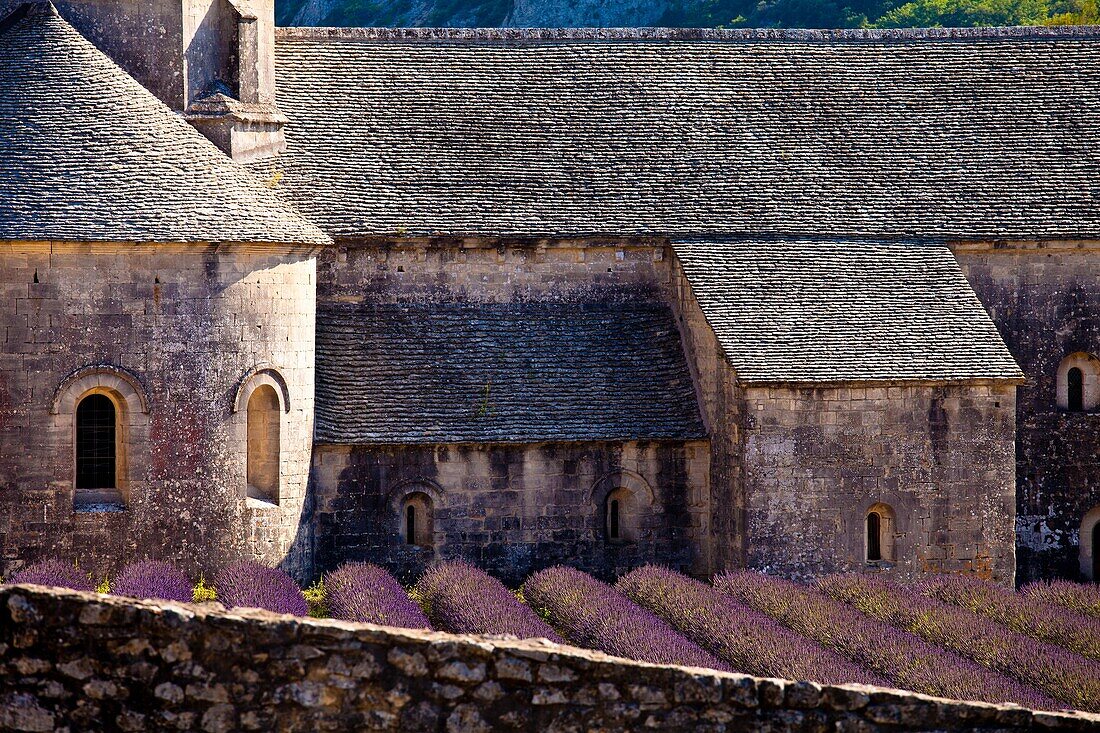 Blooming field of Lavender Lavandula angustifolia in front of Senanque Abbey, Gordes, Vaucluse, Provence-Alpes-Cote d´Azur, Southern France, France, Europe