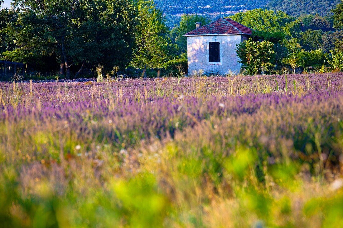 Blooming field of Lavender Lavandula angustifolia, Vaucluse, Provence-Alpes-Cote d´Azur, Southern France, France, Europe, PublicGround