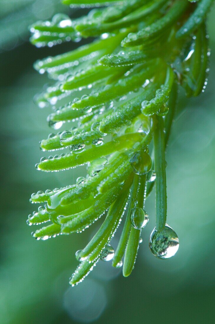 Spruce Needles with morning dew