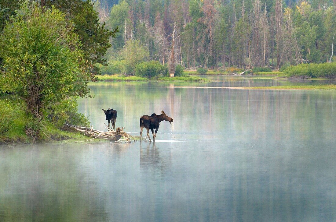 Moose at Oxbow Bend on the Snake River, Grand Teton National Park Wyoming