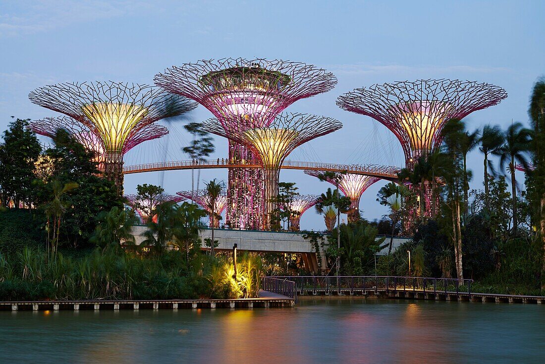Night view of The Supertrees Grove at Gardens by the Bay