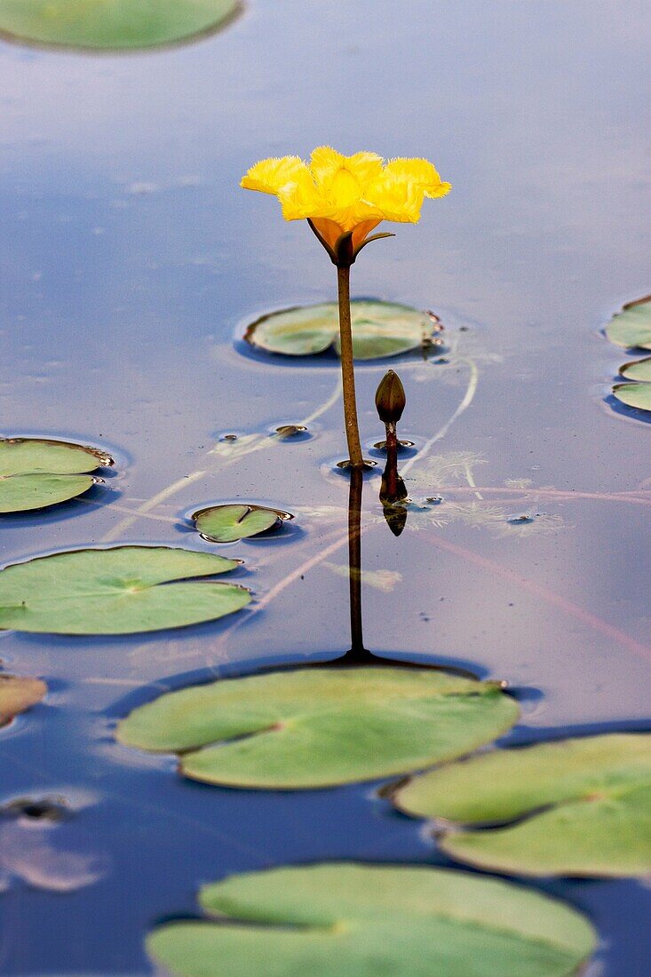 Fringed Water-lily or Yellow Floating-heart, Nymphoides peltata blooming - Bavaria/Germany