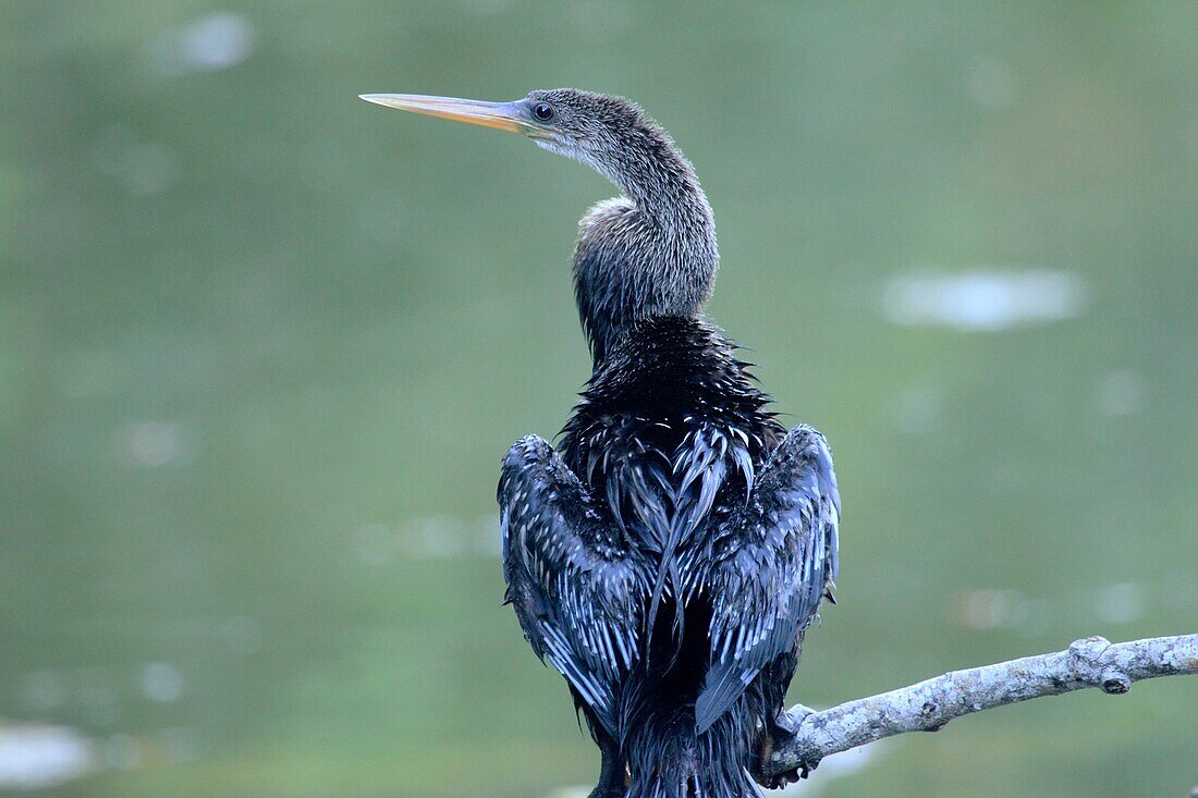 Anhinga Venezuela