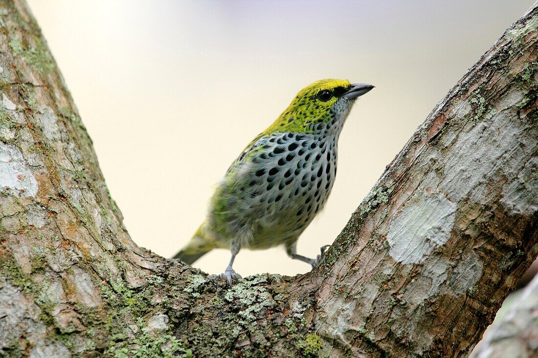 Speckled Tanager Altos Mirandinos Venezuela