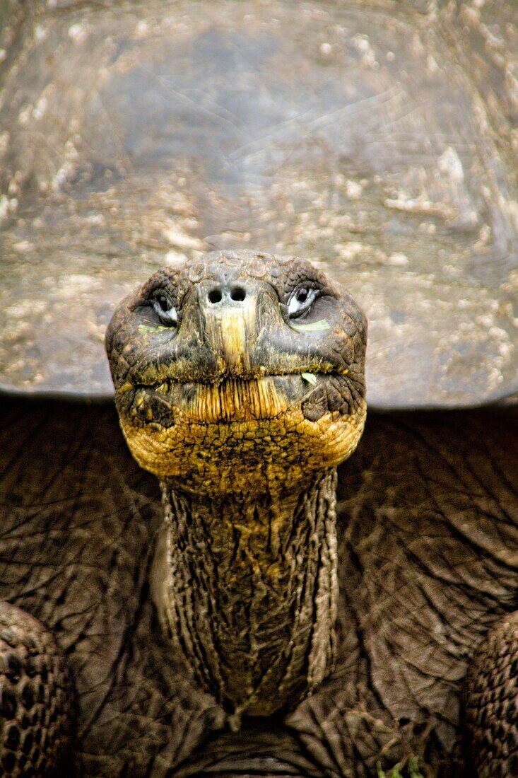 Giant Land Tortoise, Galapagos Islands
