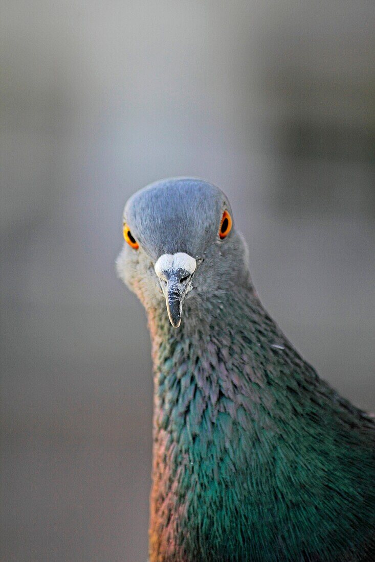 Rock Dove, Columba livia, India