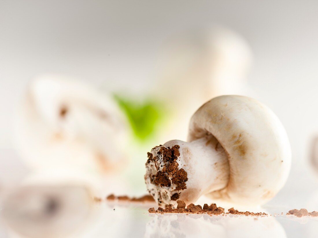 still life of mushroom, mushrooms