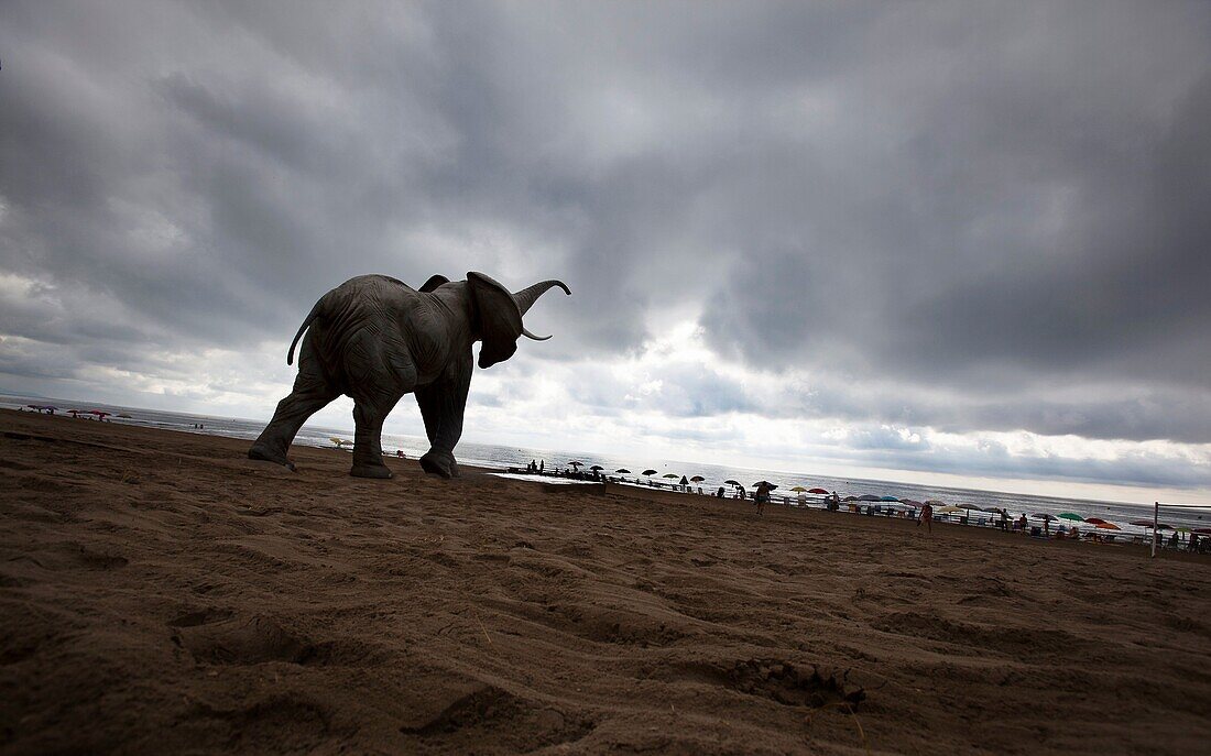 Elephant in the beach under the storm of Castellon,Spain.