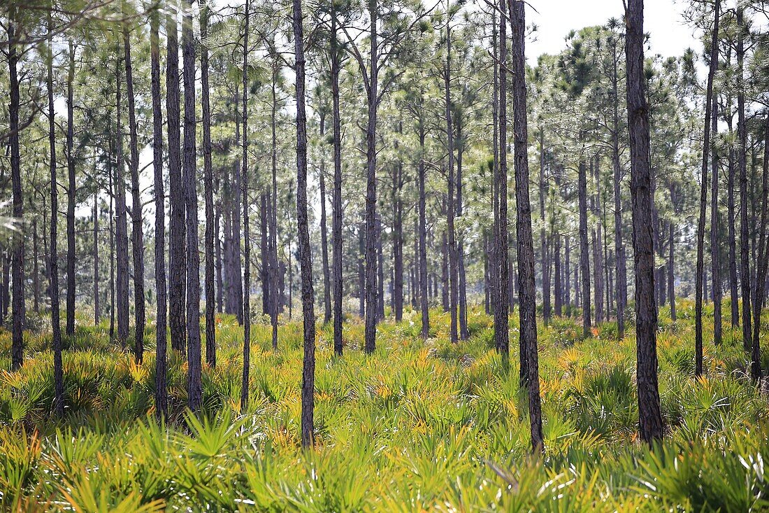 Pine Flatwoods Forest in the Fred C. Babcock-Cecil M. Webb Wildlife Management Area in southwest Florida USA