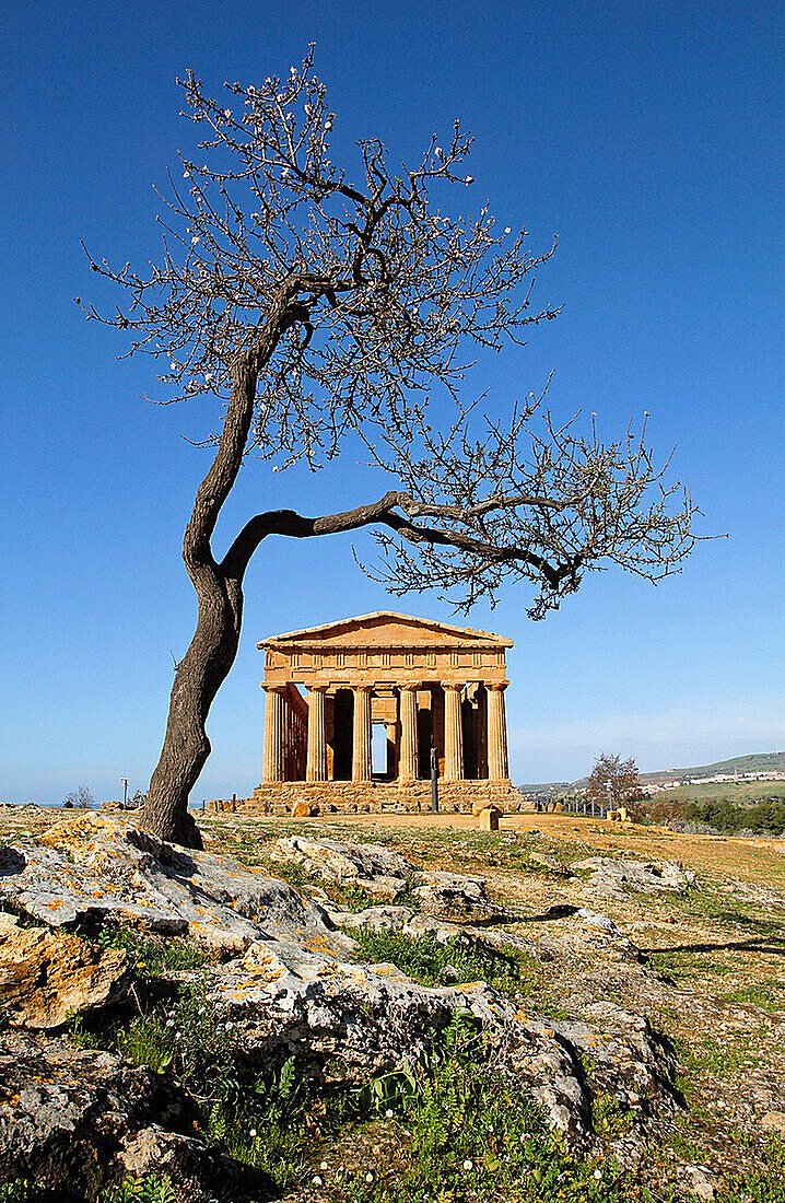 Temple of Concordia with an Almond tree in the foreground, Valley of the Temples, Agrigento, Sicily, Italy