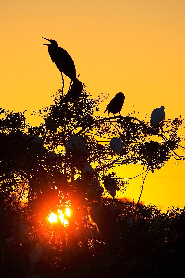 Herons and Egrets at the Venice Heronry Rookery in Florida USA in the evening with the sun setting behind the birds and trees