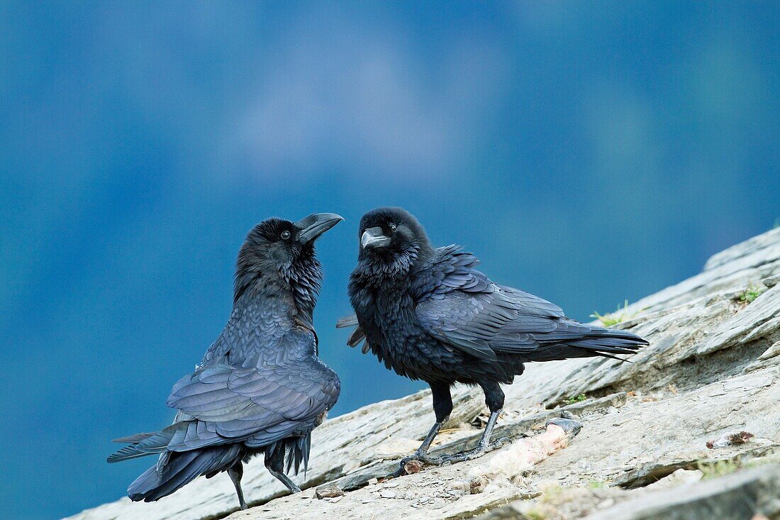 Couple of raven Corvus corax in Ordesa y Monte Perdido National Park  Pyrenees  Torla  Huesca province  Aragón  Spain