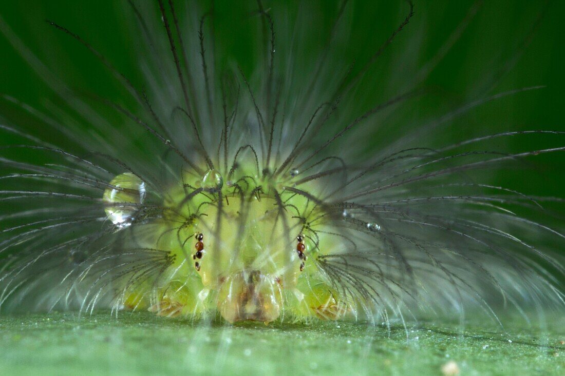 Caterpillar. Image taken at Kampung Satau, Sarawak, Malaysia.