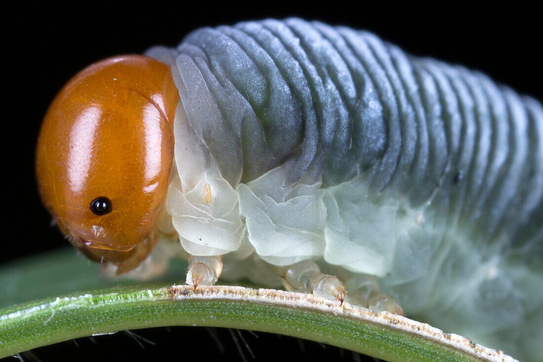 Caterpillar. Image taken at Kampung Satau, Sarawak, Malaysia.