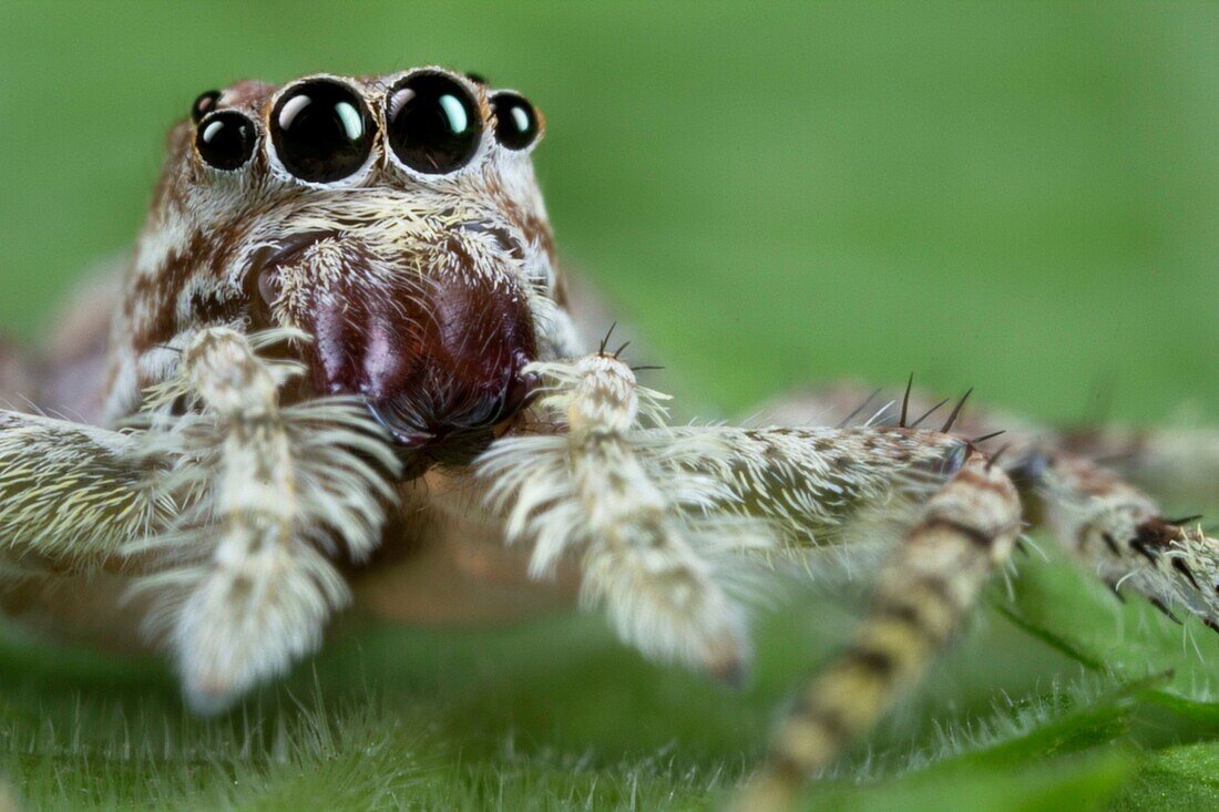 Jumping spider Salticidae. Image taken at Kampung Satau, Sarawak, Malaysia.