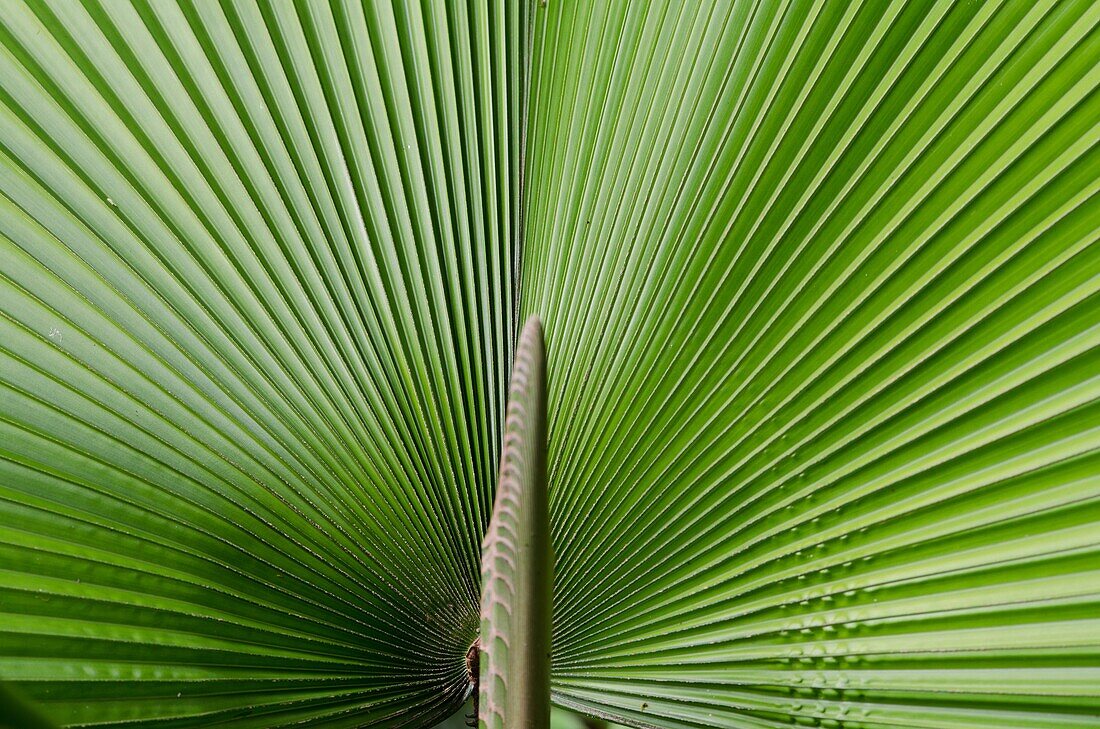 Green leaves. Image taken at Orchid Garden, Kuching, Sarawak, Malaysia.