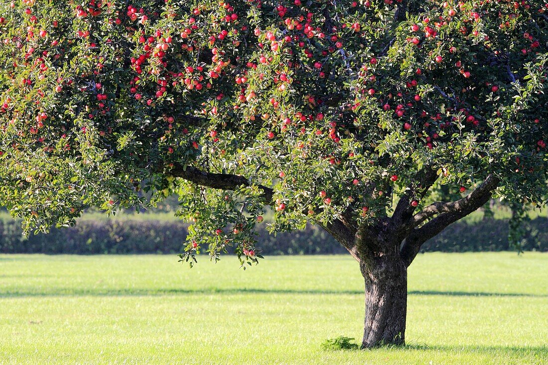 Apple tree at Tullgarn Södermanland Sweden.