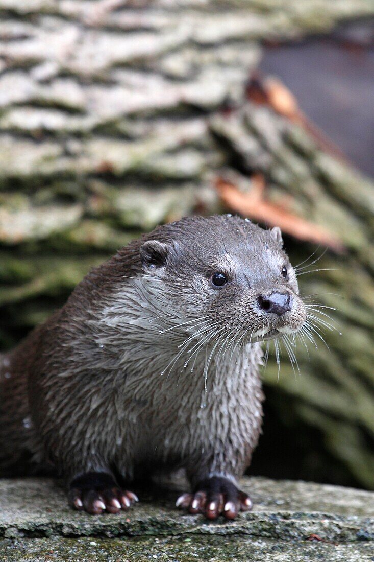 Otter Lutra lutra Sodermanland Sweden.