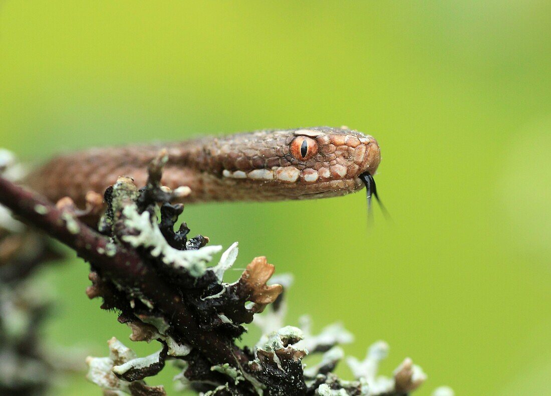 Viper Vipera berus Sweden.