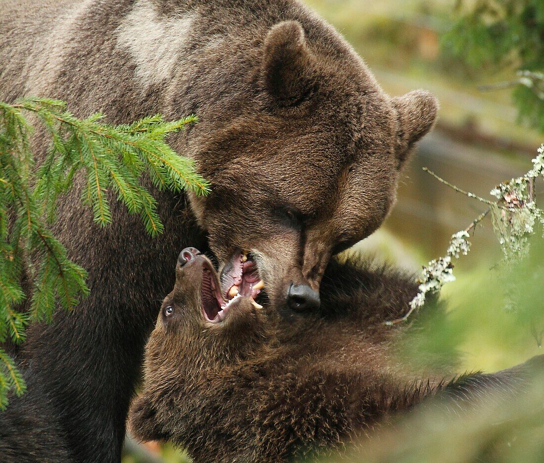 Bears Bear Ursus arctos Hälsingland Sweden