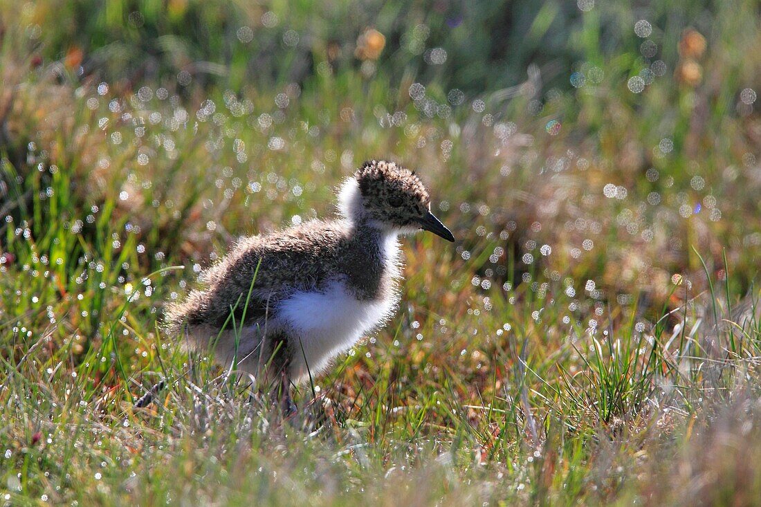 Northern Lapwing Vanellus vanellus Öland Sweden