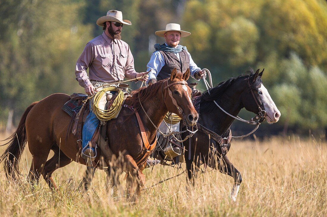 Two wranglers cowboys on horse, Montana, USA