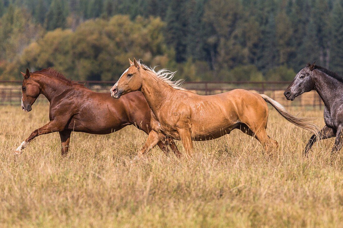 Horses at a horse round up, Montana, USA