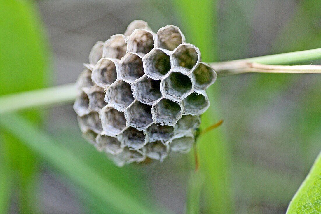European paper wasp nest