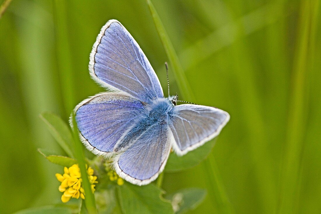 Common Blue, Polyommatus icarus back  Blue wings of the male Common Blue  Upper wings form above
