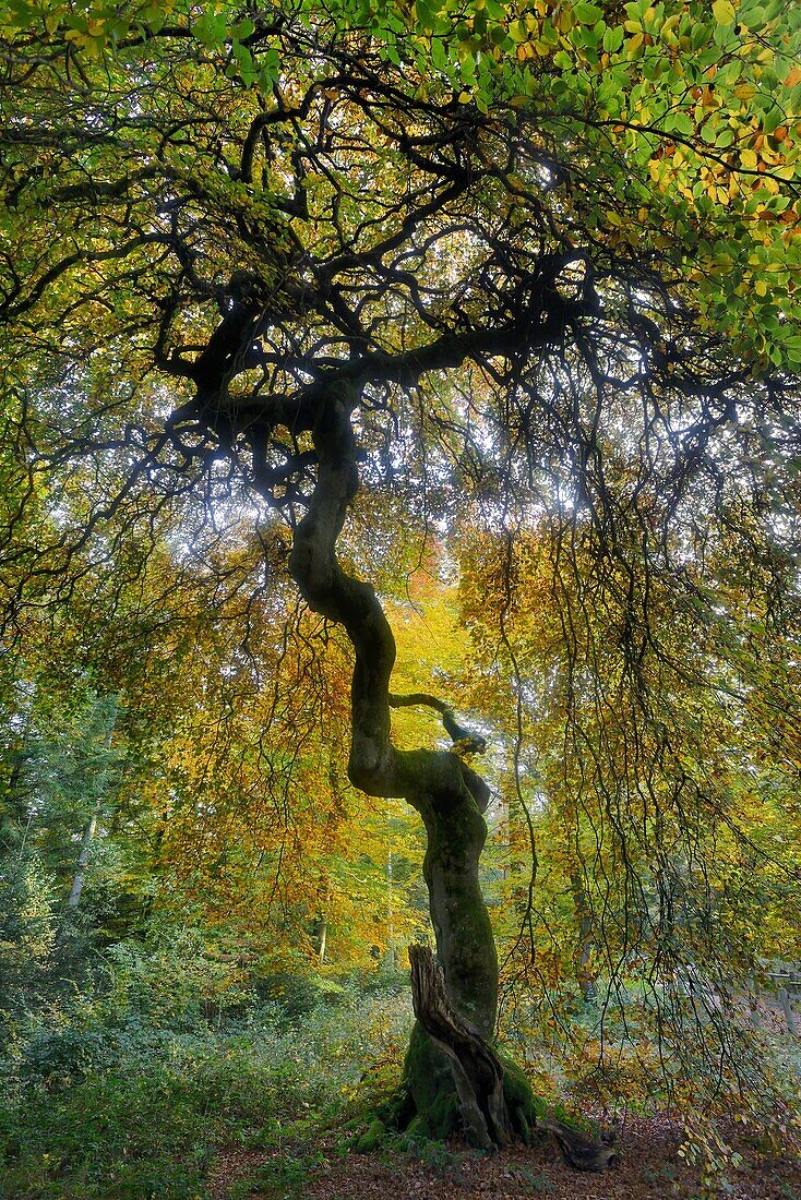 France, Marne, Parc Naturel Regional de la Montagne de Reims, Foret domaniale de Verzy, Faux de Verzy, Fau de la Demoiselle  The Verzy forest is the main nature reserve in the world for these extraordinary tortuous and winding beech trees