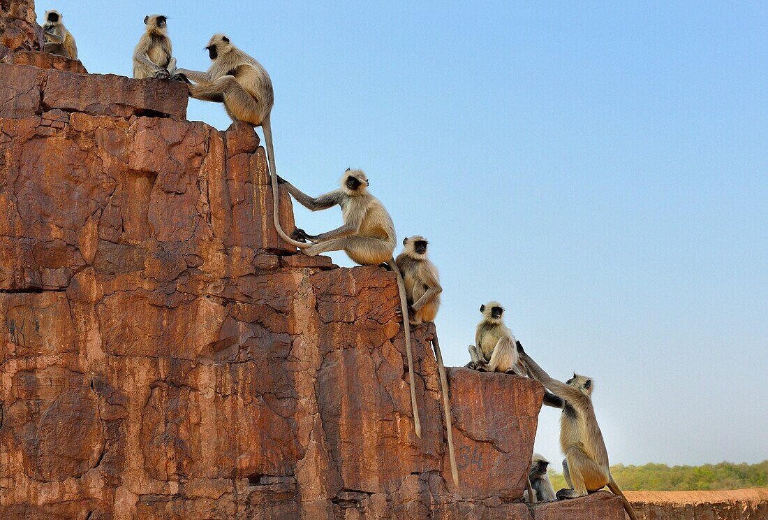 India, Rajasthan, Ranthambhore National Park, Ranthambhore fort, Gray langur monkeys.