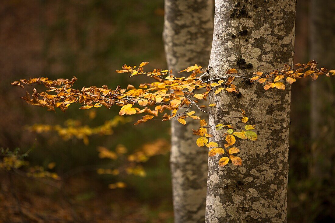 Autumn in the forest Betato