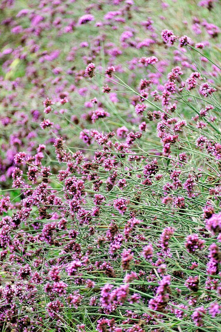 Verbena bonariensis flower