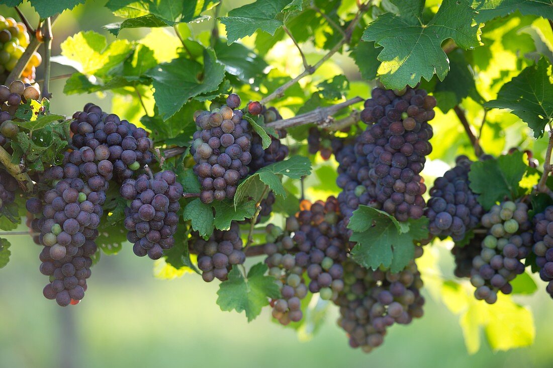 Grapes hanging from the vine