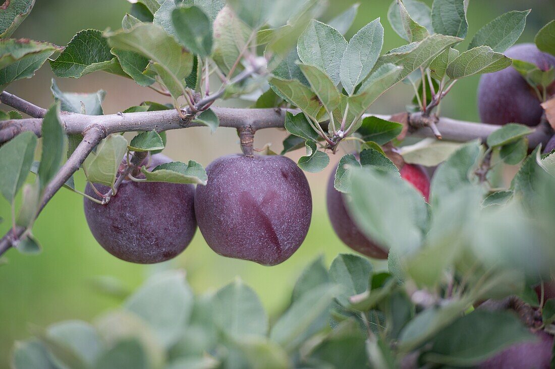 Apple orchard, Jefferson Maryland USA