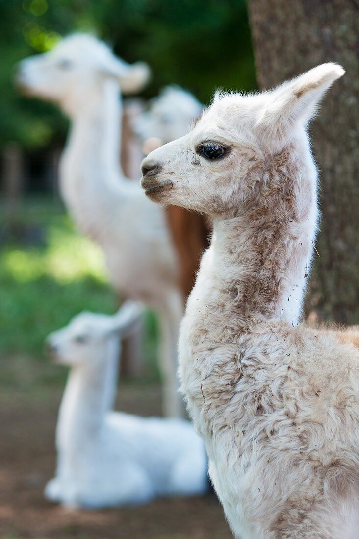 Alpaca (Vicugna pacos) on breeding farm, Temuco Chile.