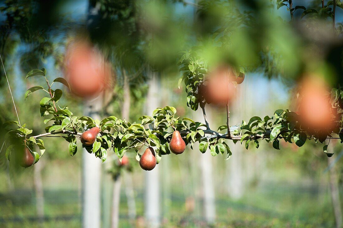 Fruit tree on a pear orchard in Rancagua, Chile.