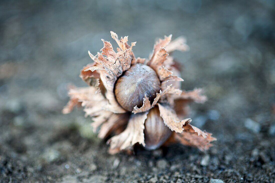 Trees and hazelnuts in hazelnut plantation in Temuco, Chile.