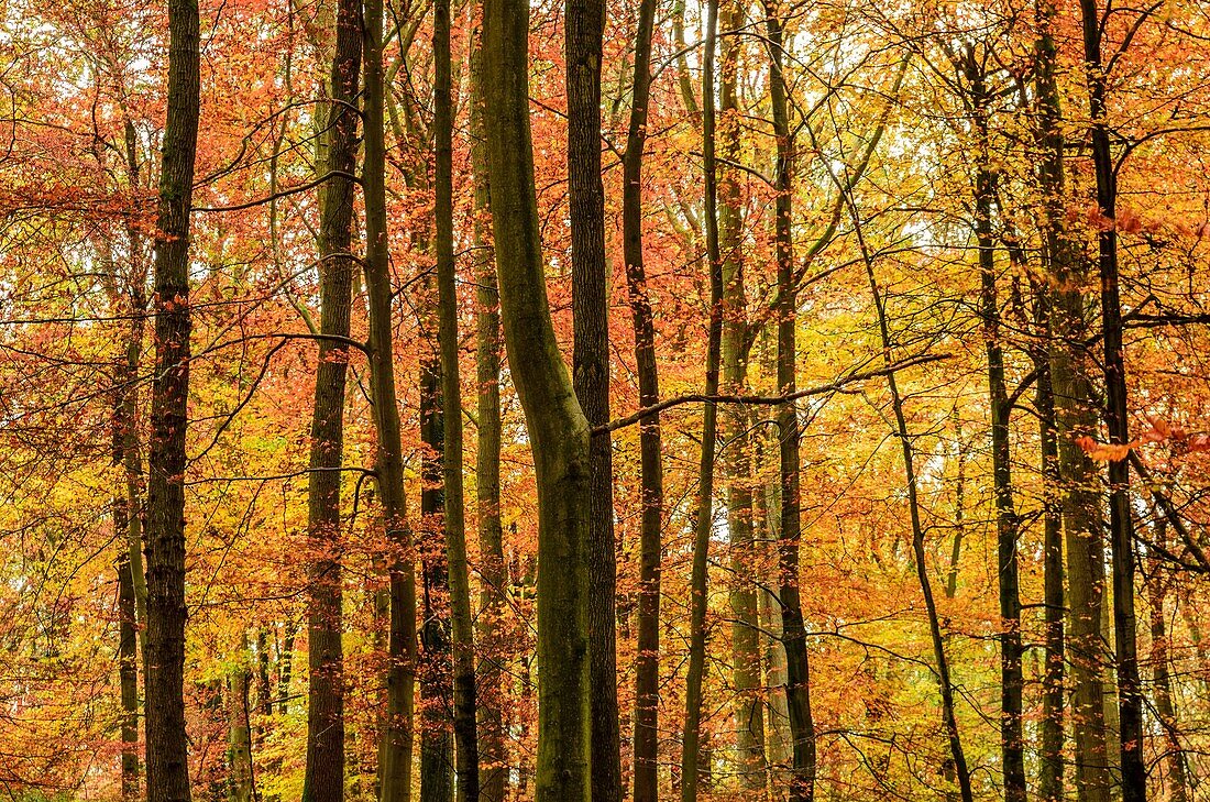 Autumn colours in a Beech Woodland  Forest of Dean, Blakeney, Gloucestershire, England