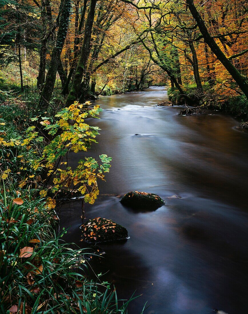 Autumn colours in woodland by the River Teign in Dartmoor, Devon, England