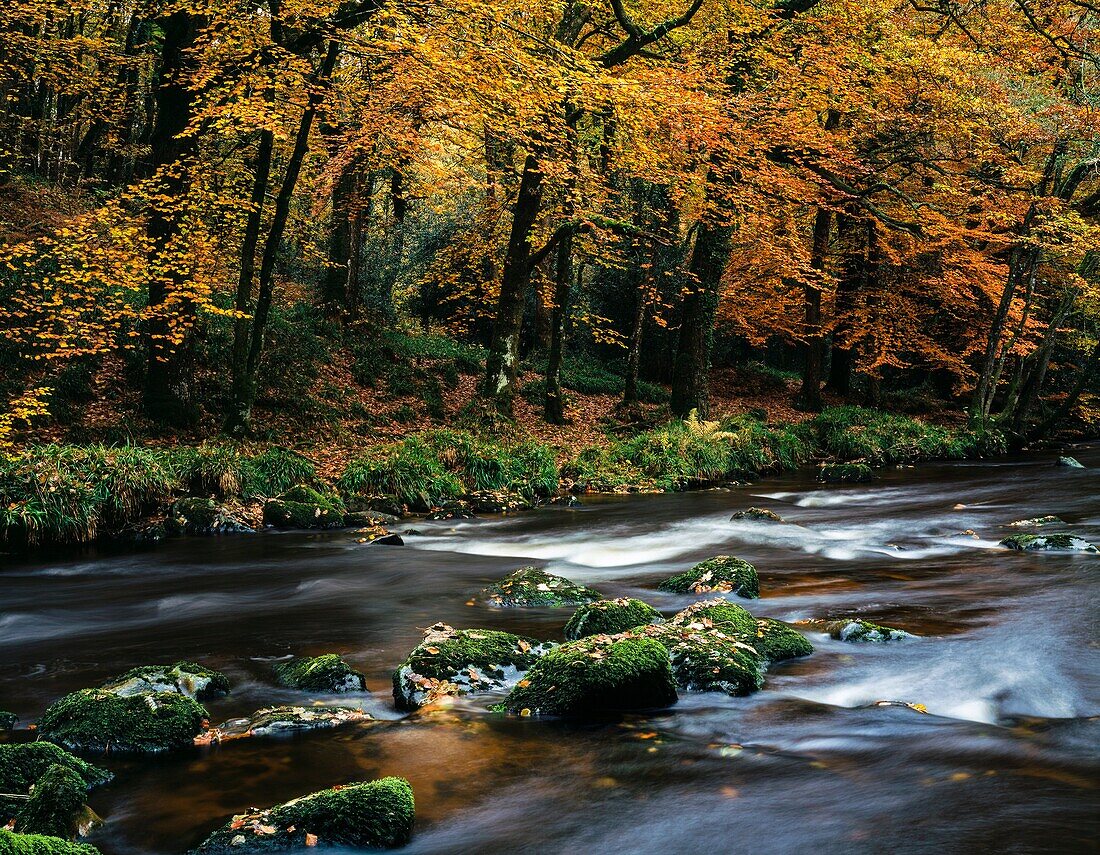 Autumn colours in woodland by the River Teign in Dartmoor, Devon, England