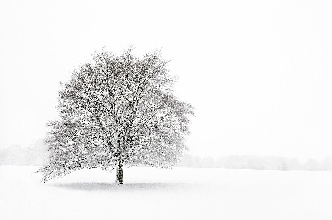 A single tree in a field during a snowstorm