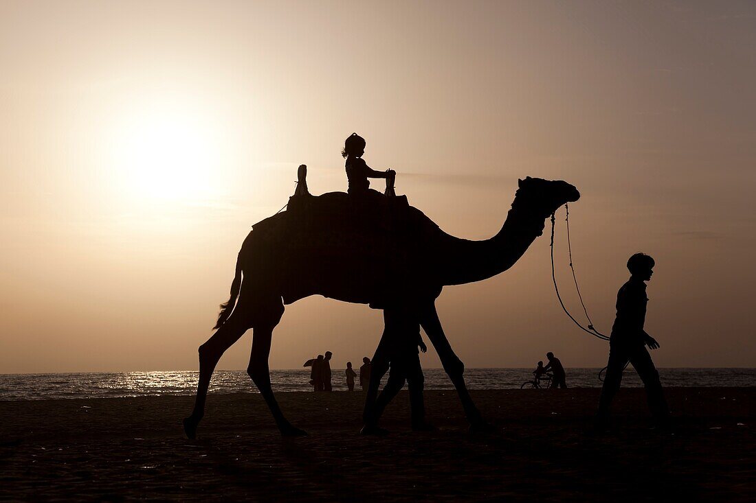 A girl riding a camel at sunset