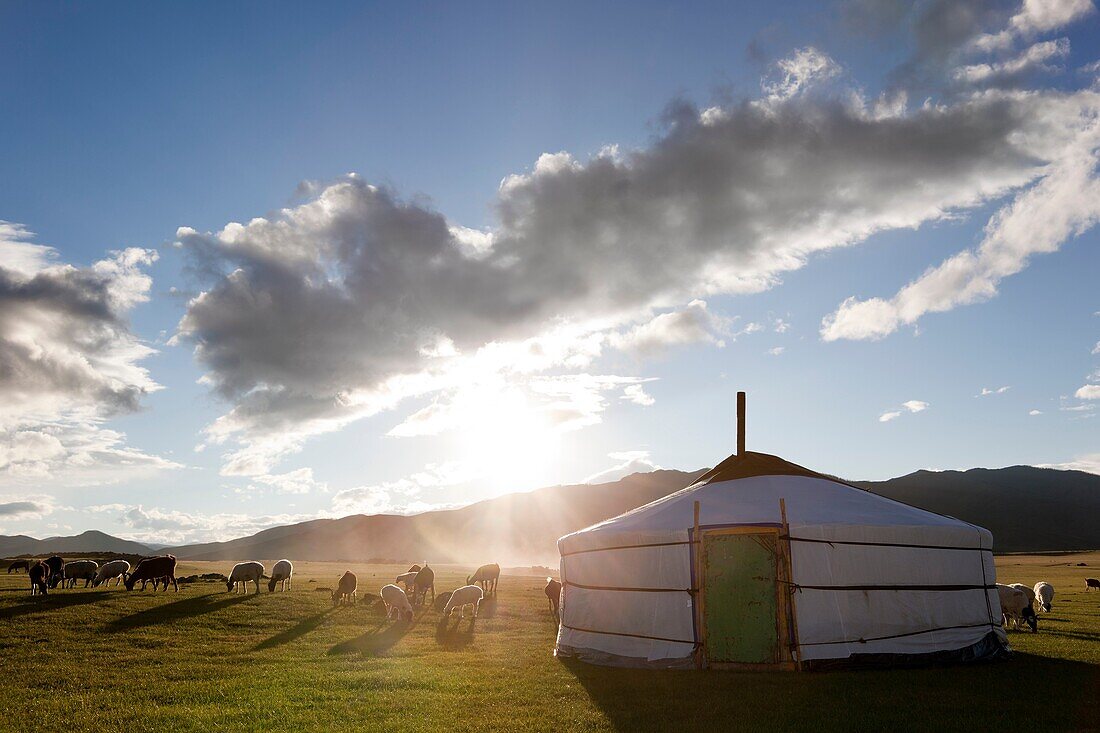 The sun rises in the Orkhon Valley while lambs graze freely