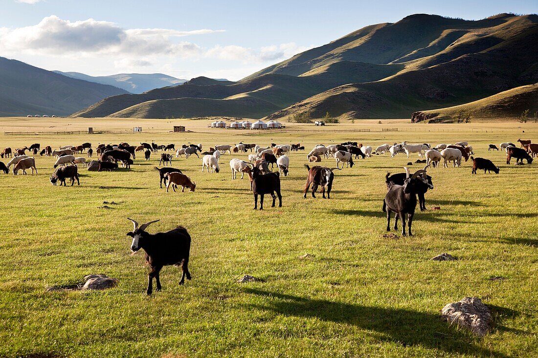 The sun rises in the Orkhon Valley while lambs graze freely