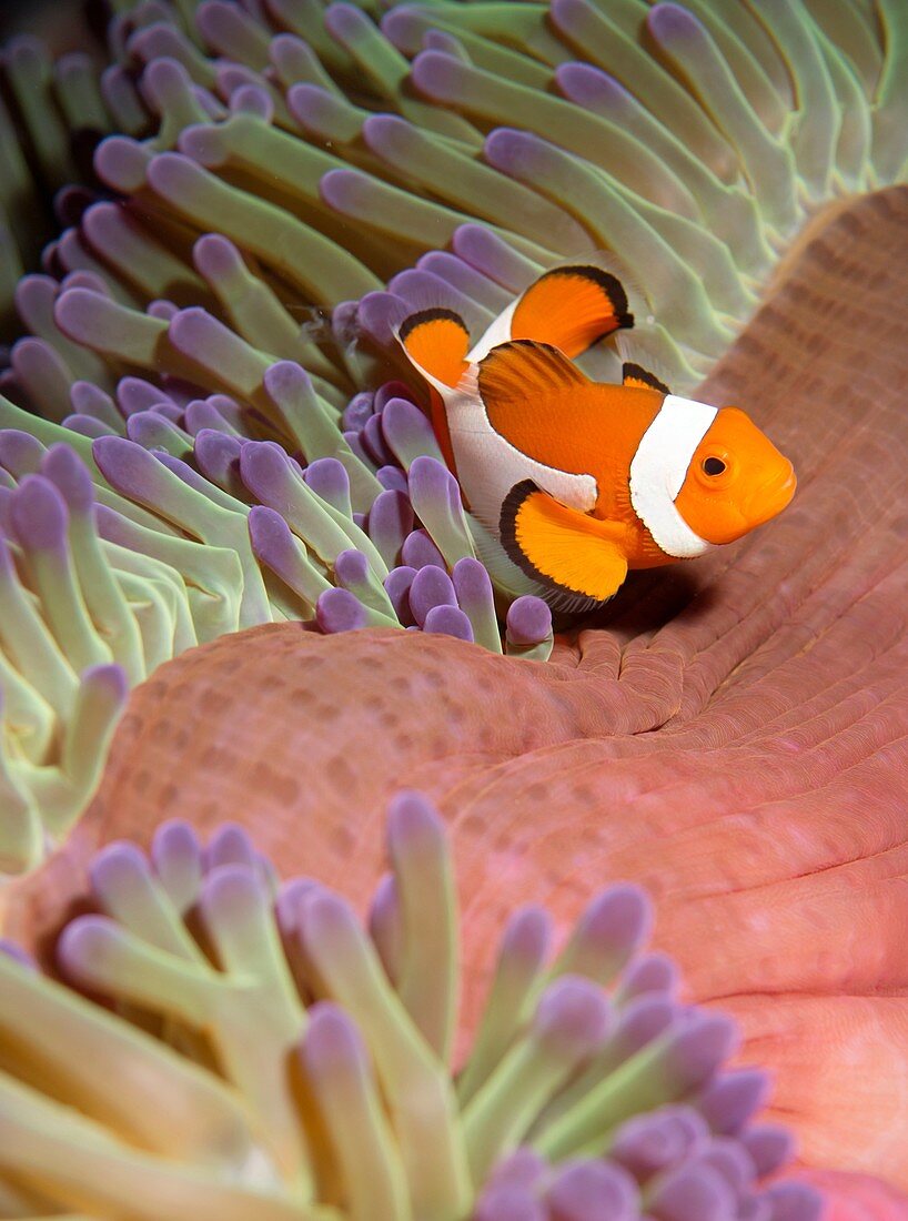 False clown anenomefish - Amphiprion ocellaris in the tentacles of its host anenome