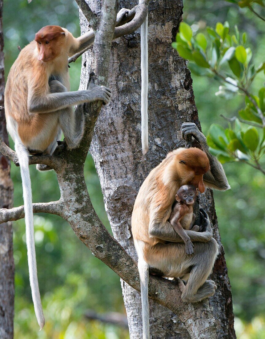 Adult female proboscis monkey with new born baby  New babies have dark faces with a distinctive blue tinge for their early days  Endangered monkey endemic to Borneo