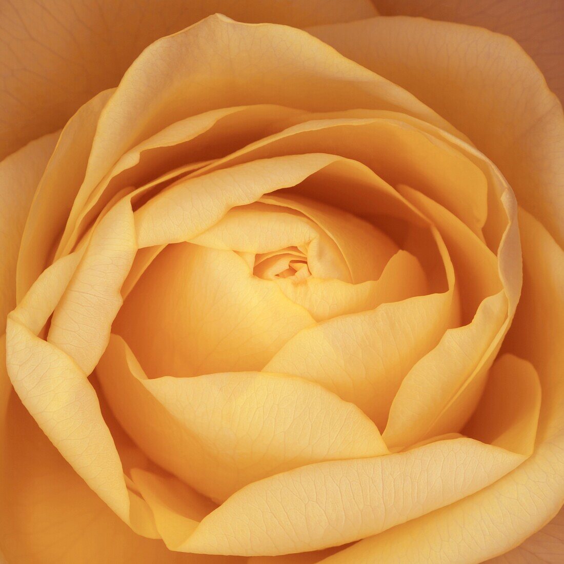 Delicious close up of an orange rose opening petals, tight center