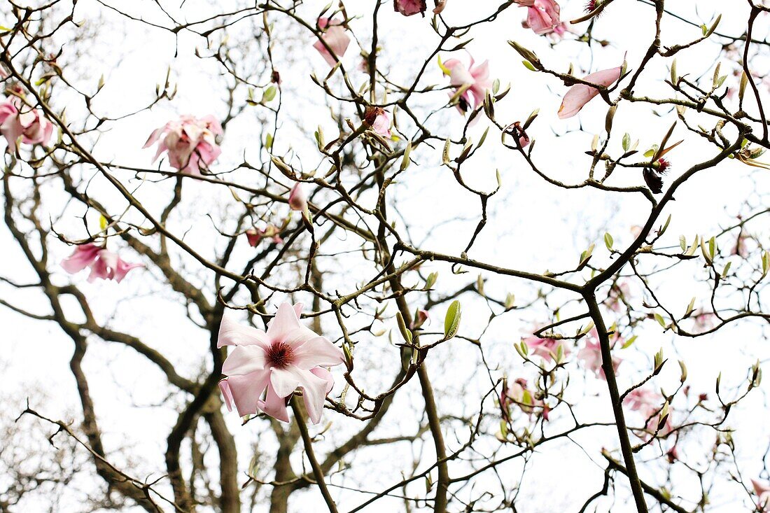 end of Spring season last magnolia left on tree - fine art photography